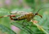 Escorpión volador: Lo que debes saber sobre este animal