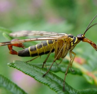 Escorpión volador: Lo que debes saber sobre este animal