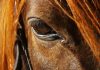 Garrapatas en caballos: Todo lo que debes saber