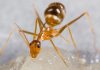 Hormiga amarilla: Todo lo que debes saber
