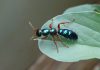Hormigas azules: Lo que te interesa saber