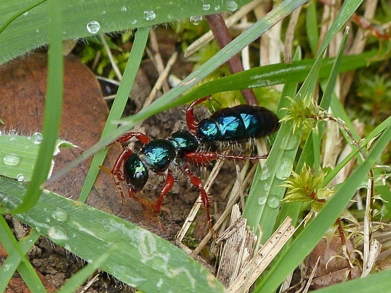 Hormigas-azules3