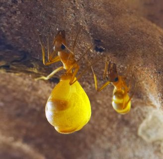 Hormigas de miel: Lo que debes saber de la especie