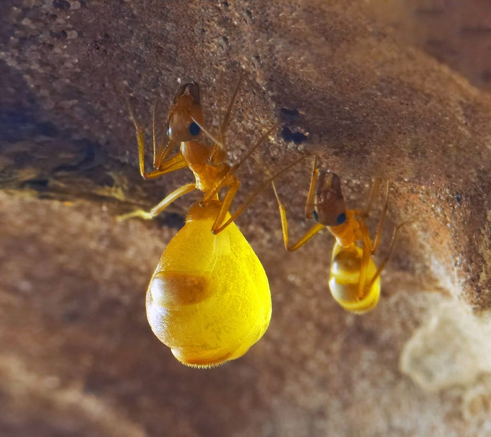 Hormigas de miel