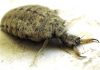 Hormigas león: Todo lo que te interesa saber sobre ellas