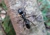 Hormigas tigre: Todo lo que te interesa de la especie