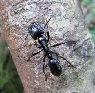 Hormigas tigre: Todo lo que te interesa de la especie