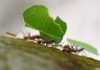 Hormigas voladoras u hormigas con alas: Tipos, plaga, picadura y más