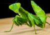 Mantis religiosa: Características, hábitat, alimentación y más