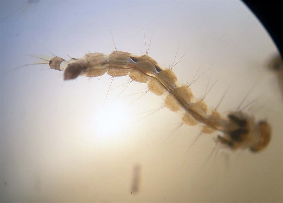 Larva De Mosquito 