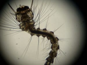 Larva De Mosquito