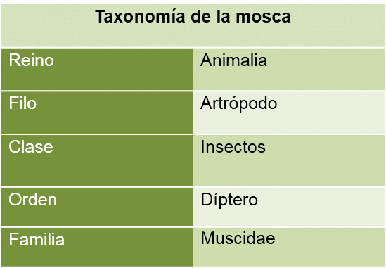 taxonomía de la mosca