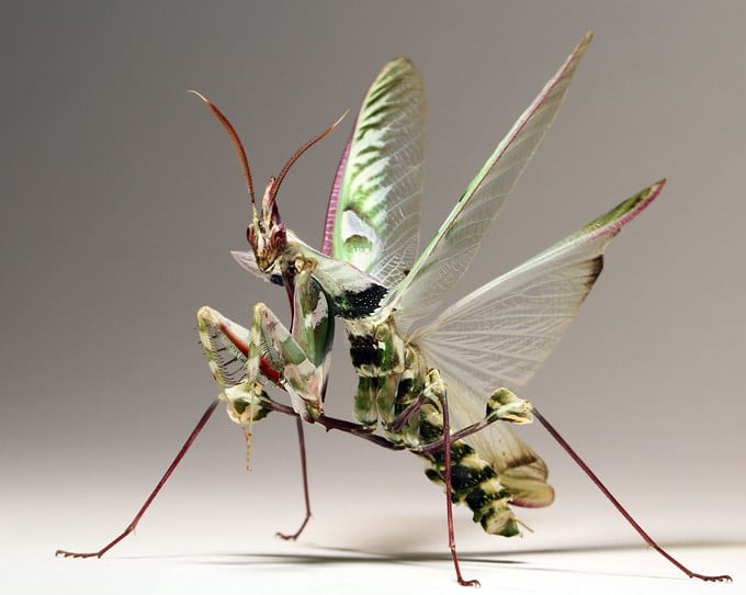 Mantis-flor-del-diablo-o-mantis-diabólica1