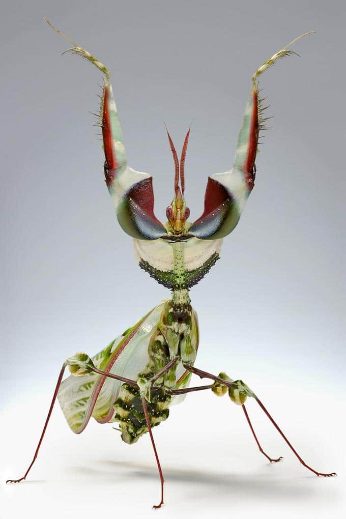 Mantis-flor-del-diablo-o-mantis-diabólica2