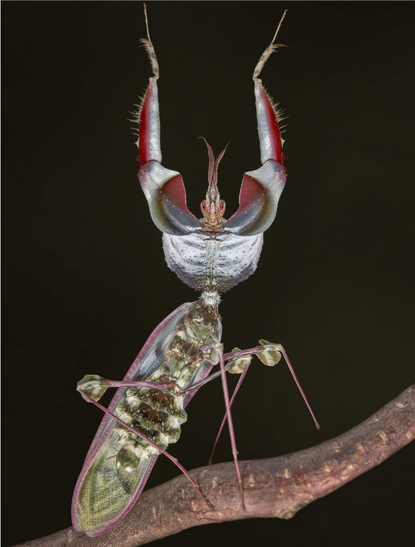 Mantis-flor-del-diablo-o-mantis-diabólica5