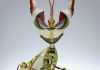 Mantis flor del diablo o mantis diabólica: Lo que debes saber