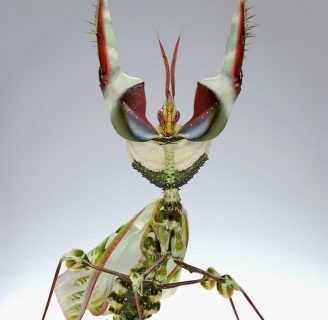 Mantis flor del diablo o mantis diabólica: Lo que debes saber