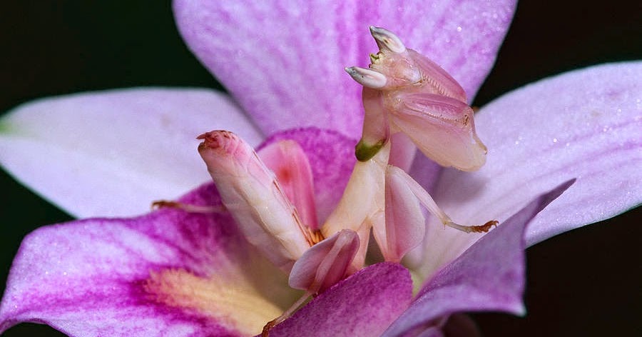 Mantis-religiosa-orquídea1