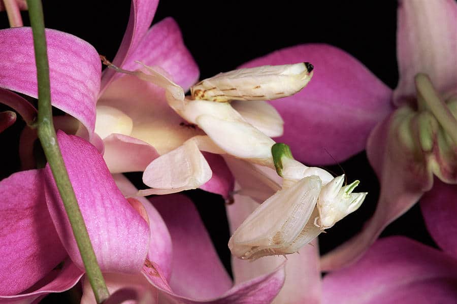 Mantis-religiosa-orquídea2
