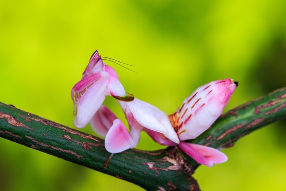 Mantis religiosa orquídea