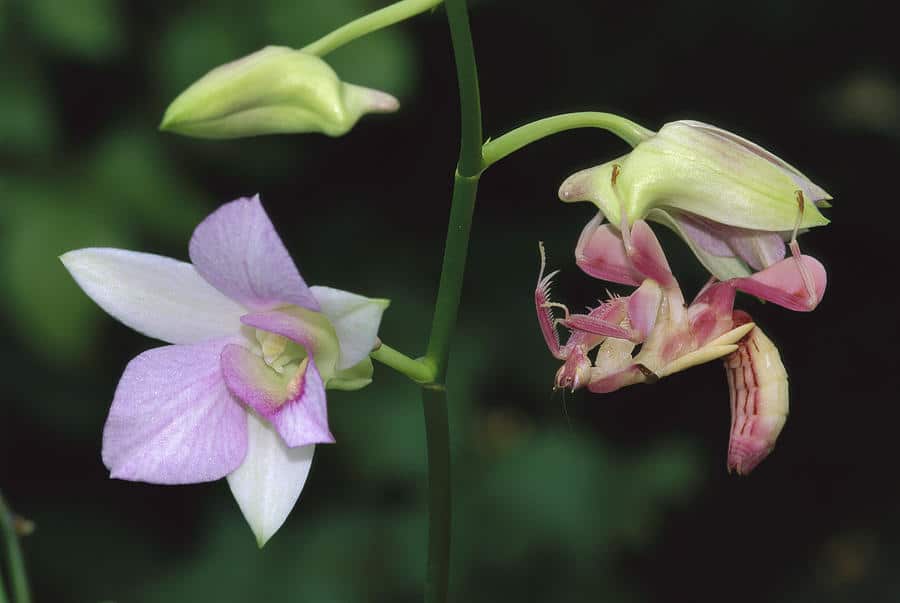 Mantis-religiosa-orquídea5