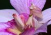 Mantis religiosa orquídea: Todo lo que necesitas saber