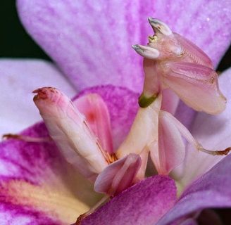 Mantis religiosa orquídea: Todo lo que necesitas saber