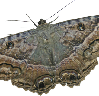 Mariposa nocturna: Caracteristica, significado oruga y mucho mas.