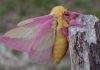 Mariposa rosa: Todo lo que debes saber sobre ella