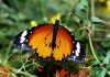 Mariposa tigre: Todo lo que deberías saber sobre ella