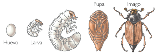 Metamorfosis-del-escarabajo1