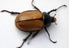 Metamorfosis del escarabajo: Todo lo que se debe saber sobre ellos