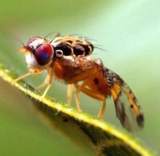 Ceratitis capitata (Mosca del mediterráneo): Todo lo que debes saber de esta especie