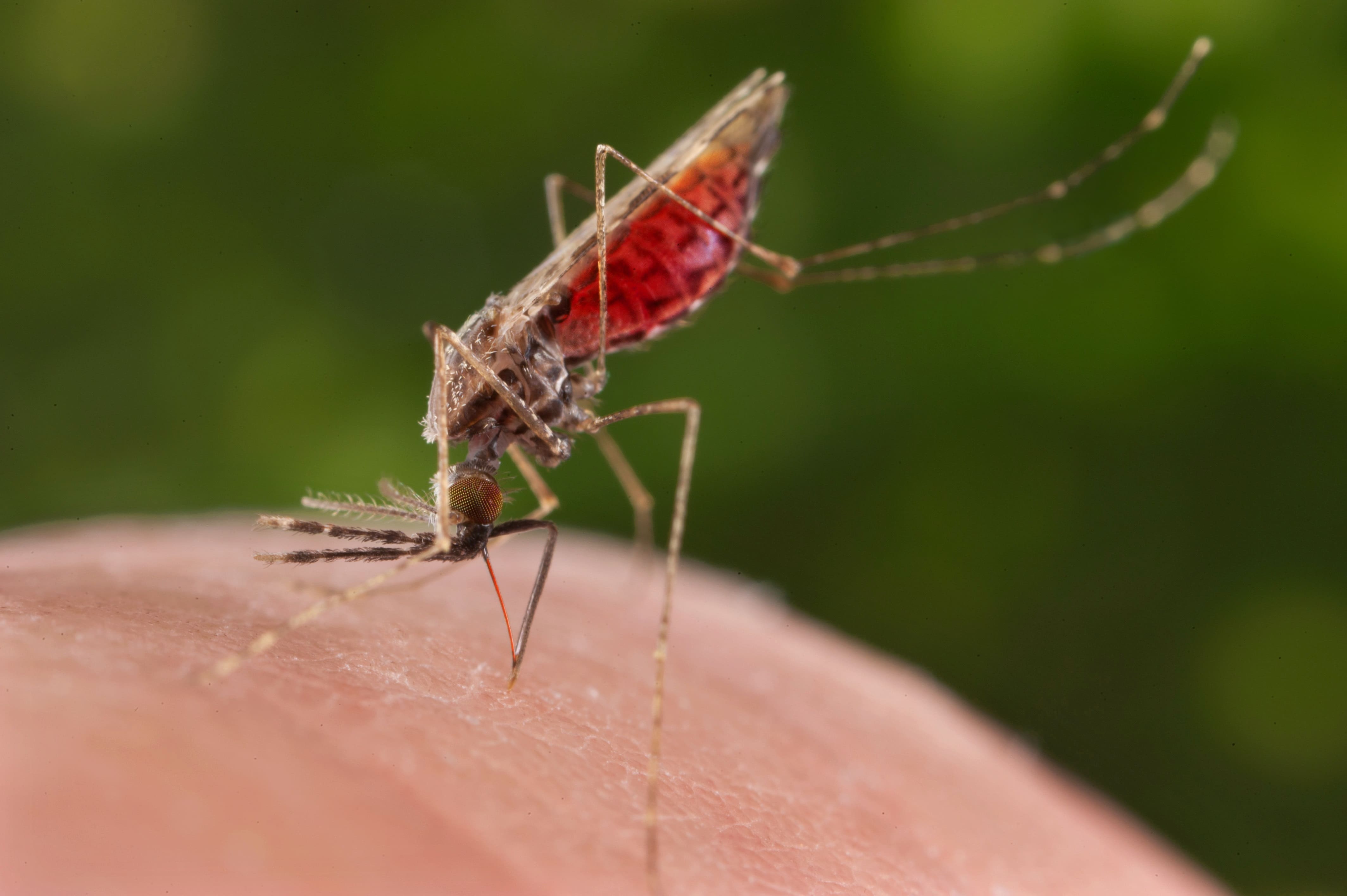 Mosquito-anopheles1
