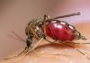 Mosquito anopheles o Mosquito de la malaria: Características, y más