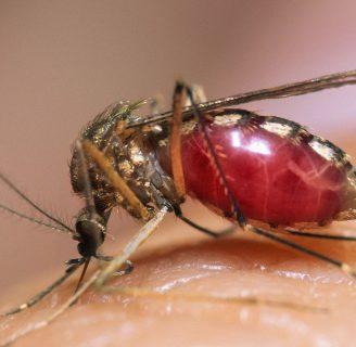 Mosquito anopheles o Mosquito de la malaria: Características, y más