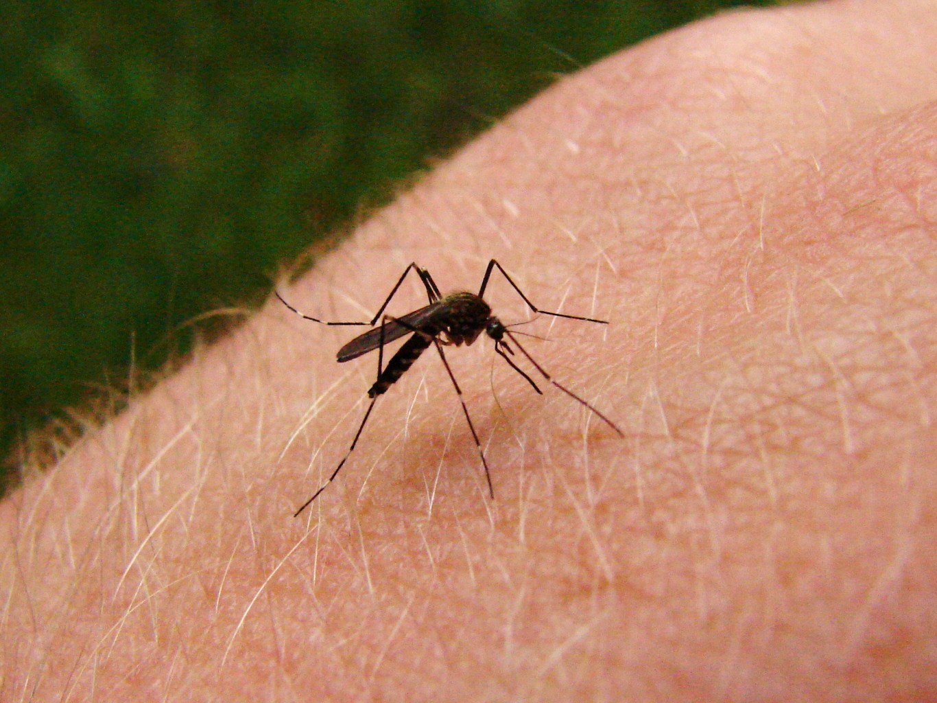Mosquito anopheles