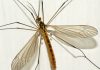 Mosquito gigante: Todo lo que debes saber