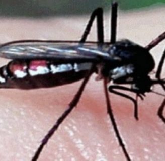 Mosquito haemagogus: Todo lo que debes saber