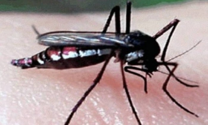 Mosquito haemagogus