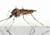 Mosquito leishmaniasis: Picadura, sintomas, vacuna y más