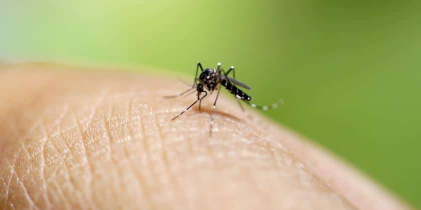 Mosquito-leishmaniasis3