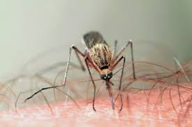 Mosquito-leishmaniasis5