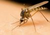 Mosquito trompetero: Todo lo que debes saber