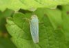 Mosquito verde: Picadura, tratamiento, control biológico y más