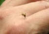 Picadura de mosquito tigre: Síntomas, tratamiento y más