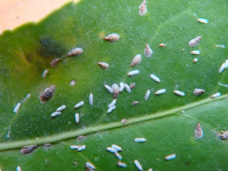 Piojos blancos Todo lo que debes saber sobre ellos