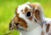 Pulgas en conejos: Todo lo que debes saber