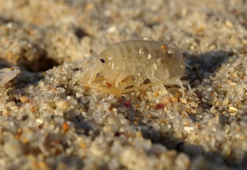 pulga de playa pulga de arena o pulga de mar
