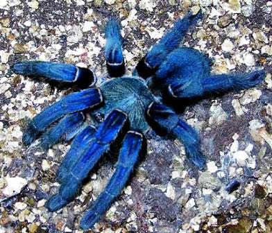 Tarántula-azul-cobalto5